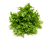 Andijvie