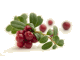 Cranberry