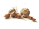Knoflook