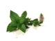 Munt